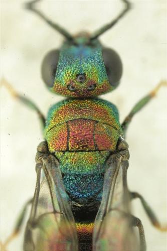 Hedychridium krajniki